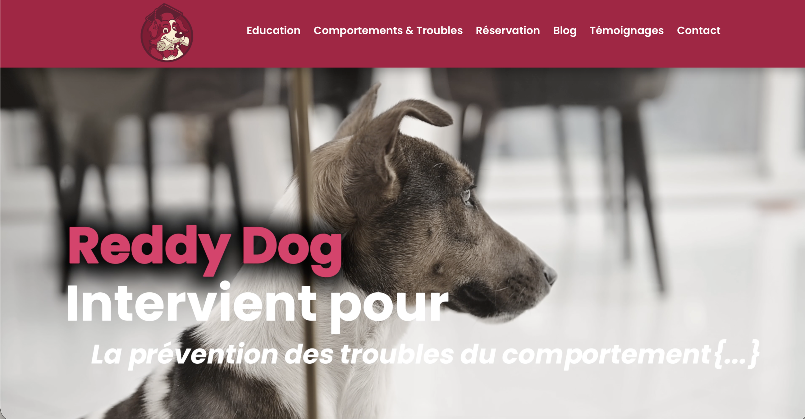 Capture du site Reddy Dog